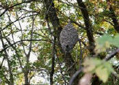 A hornet's nest we saw on a trail ride